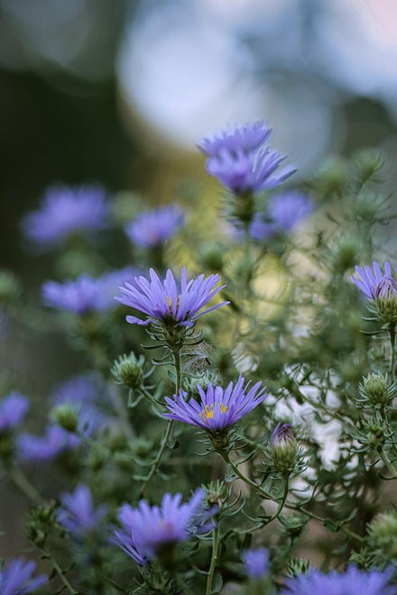 Asters